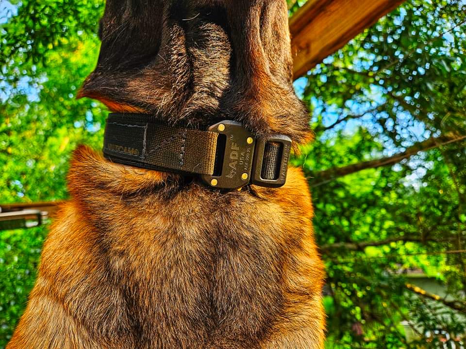 K9 Duty Collar